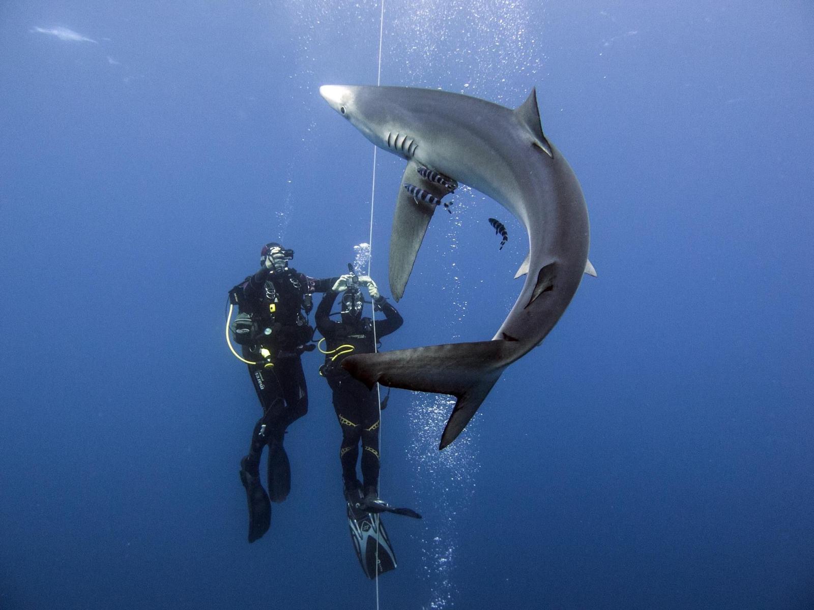 Two scuba divers observing sharks underwater